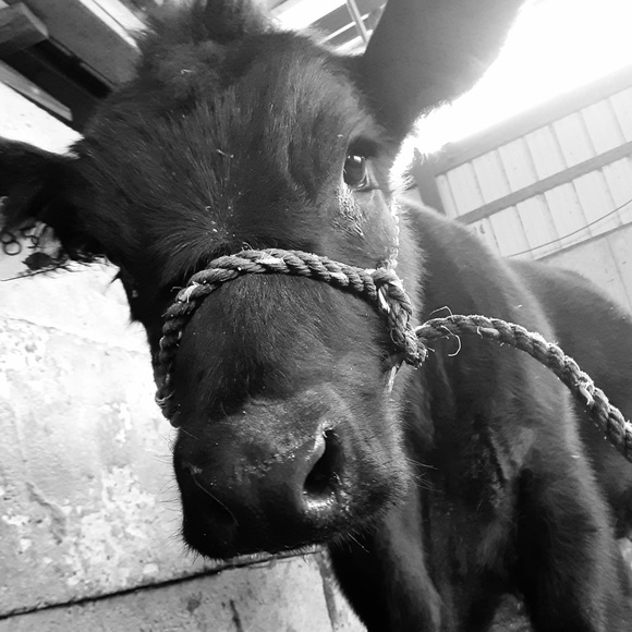 Meet your Posher, Bailey - Picture 1 of 1